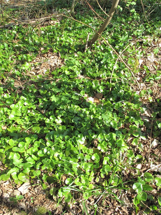 Asarum europaeum